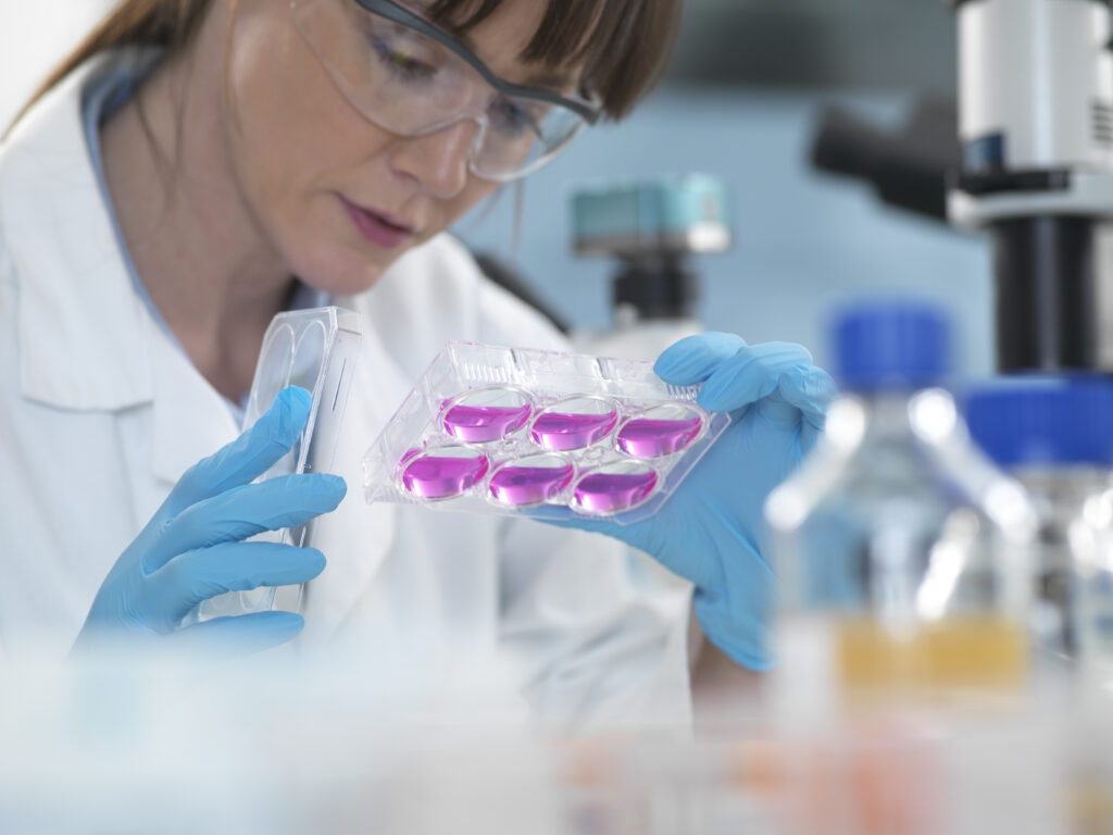 Scientist examining cells in growth medium